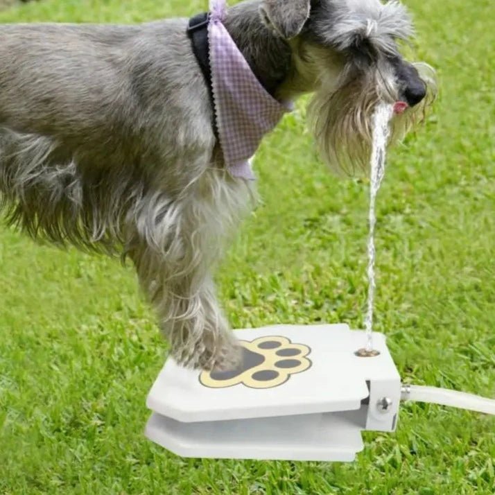 Automatic Dog Drinking Fountain - Pawfect Puppies