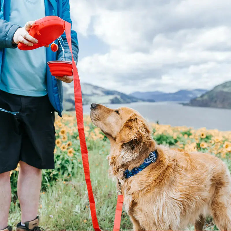 Versatile Pet Leash